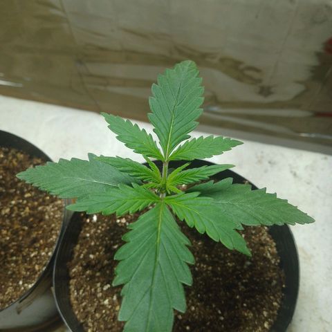 London Cheese XXL Auto growlog photo: #1