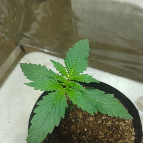 London Cheese XXL Auto growlog photo: #2