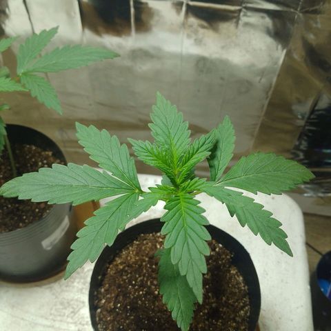 London Cheese XXL Auto growlog photo: #2
