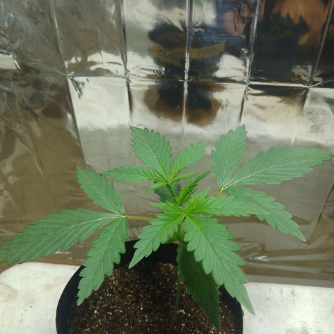London Cheese XXL Auto growlog photo: #1