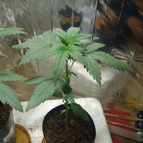 London Cheese XXL Auto growlog photo: #2 