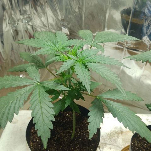 London Cheese XXL Auto growlog photo: #1