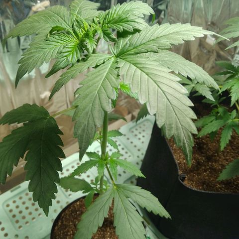 London Cheese XXL Auto growlog timeline photo
