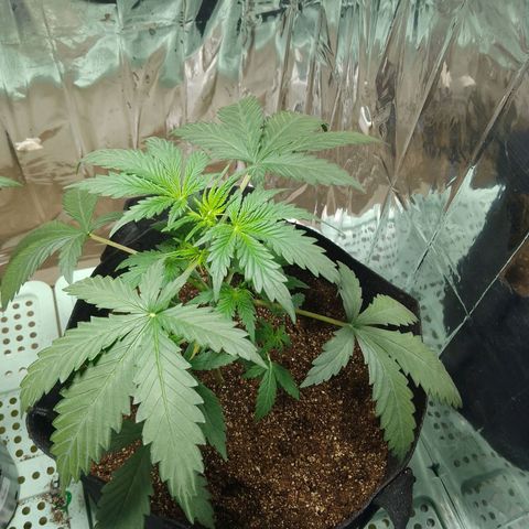 London Cheese XXL Auto growlog timeline photo
