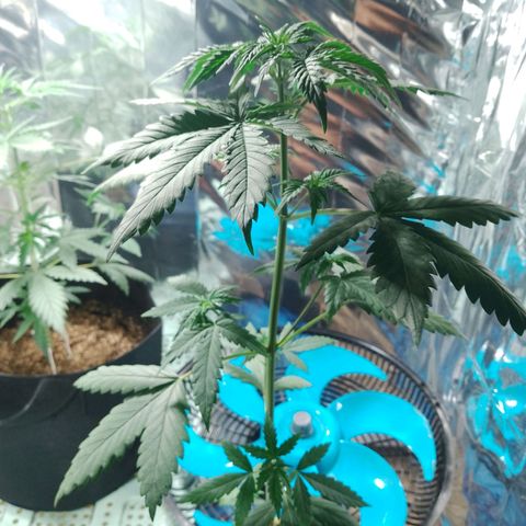 London Cheese XXL Auto growlog photo: Deu o 1⁰ pistilo