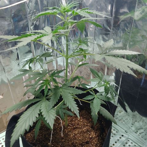 London Cheese XXL Auto growlog timeline photo