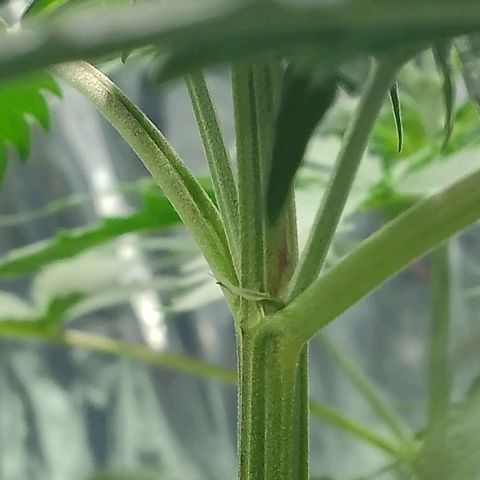 London Cheese XXL Auto growlog timeline photo