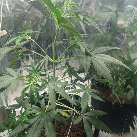 London Cheese XXL Auto growlog timeline photo