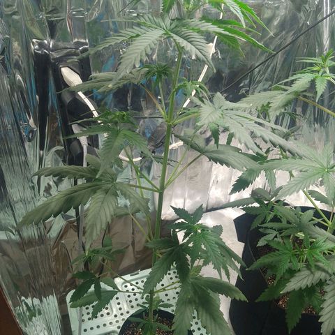 London Cheese XXL Auto growlog timeline photo