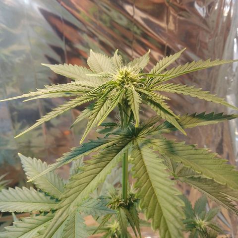 London Cheese XXL Auto growlog timeline photo