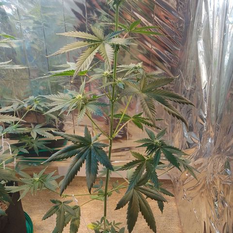 London Cheese XXL Auto growlog timeline photo