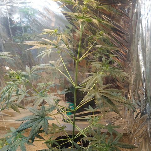 London Cheese XXL Auto growlog timeline photo