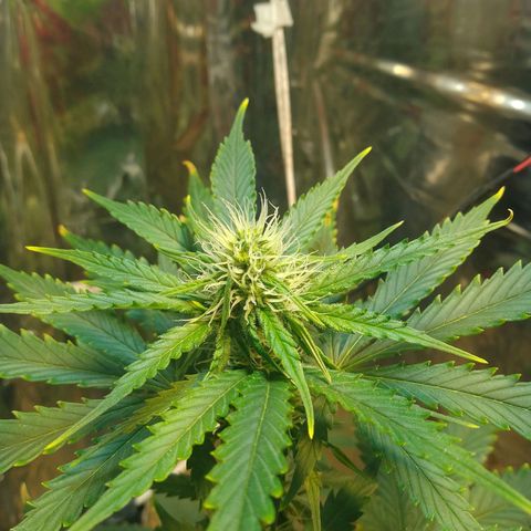 London Cheese XXL Auto growlog photo: #2 (vaso 1L) tá queimando as pontas, estou fazendo 3 regas de fert/ 2 só água 