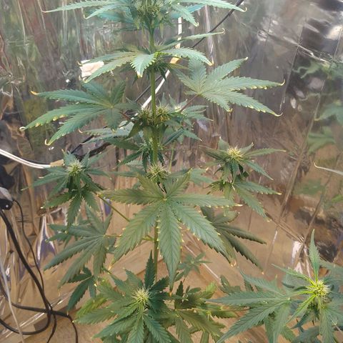 London Cheese XXL Auto growlog photo: #2 (vaso 1L) tá queimando as pontas, estou fazendo 3 regas de fert/ 2 só água 