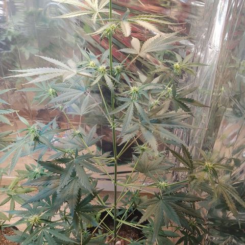 London Cheese XXL Auto growlog photo: #1