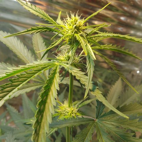 London Cheese XXL Auto growlog photo: #1