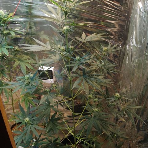 London Cheese XXL Auto growlog timeline photo