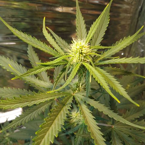 London Cheese XXL Auto growlog timeline photo