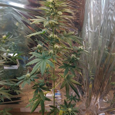 London Cheese XXL Auto growlog timeline photo