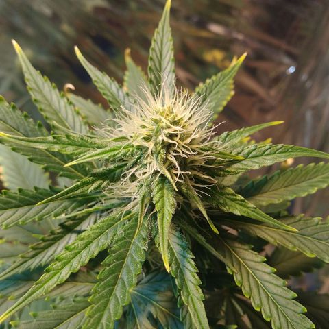 London Cheese XXL Auto growlog timeline photo