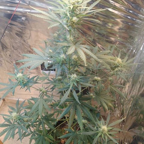 London Cheese XXL Auto growlog timeline photo