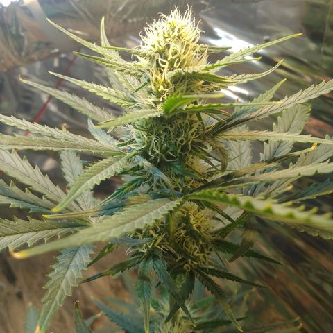London Cheese XXL Auto growlog timeline photo