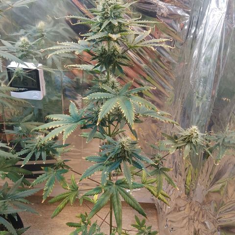 London Cheese XXL Auto growlog timeline photo