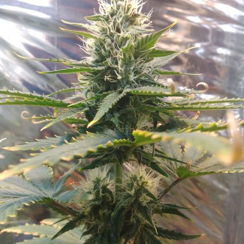 London Cheese XXL Auto growlog timeline photo