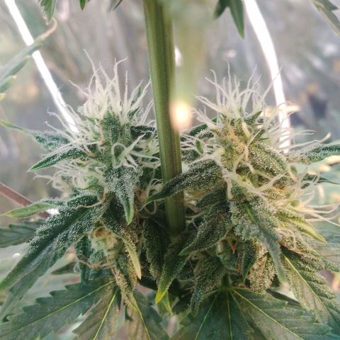 London Cheese XXL Auto growlog photo: Tá nevando por aqui 🥶