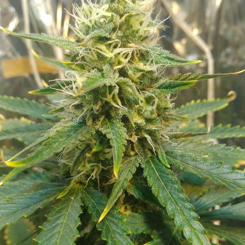 London Cheese XXL Auto growlog photo: Tá nevando por aqui 🥶