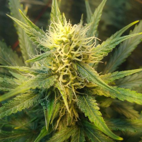 London Cheese XXL Auto growlog timeline photo