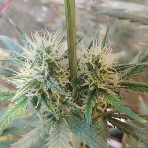 London Cheese XXL Auto growlog timeline photo