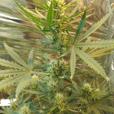 London Cheese XXL Auto growlog timeline photo