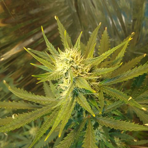 London Cheese XXL Auto growlog timeline photo