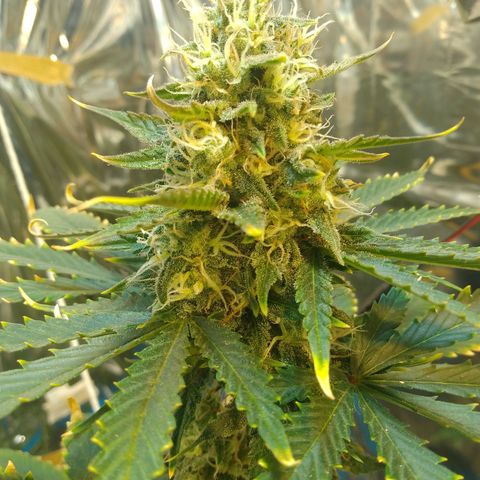 London Cheese XXL Auto growlog timeline photo