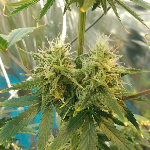 London Cheese XXL Auto growlog timeline photo