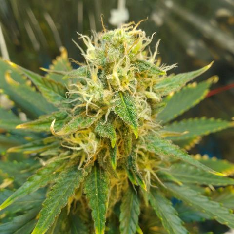 London Cheese XXL Auto growlog timeline photo