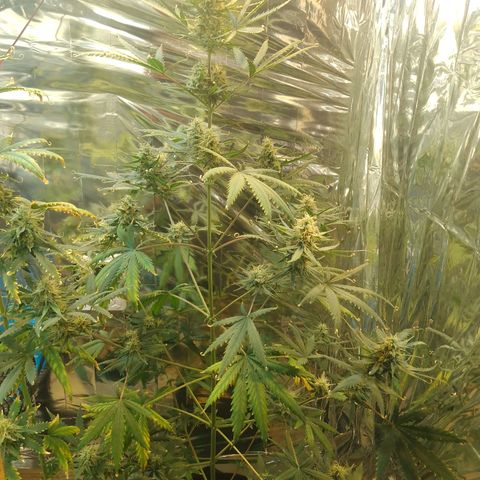London Cheese XXL Auto growlog timeline photo