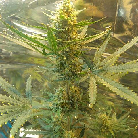 London Cheese XXL Auto growlog timeline photo