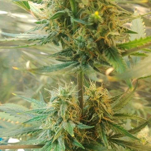 London Cheese XXL Auto growlog timeline photo