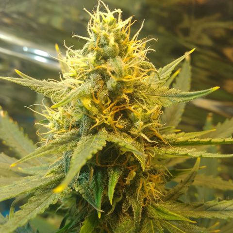London Cheese XXL Auto growlog timeline photo