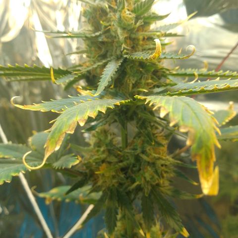 London Cheese XXL Auto growlog timeline photo