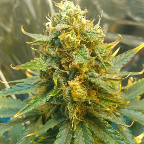 London Cheese XXL Auto growlog timeline photo