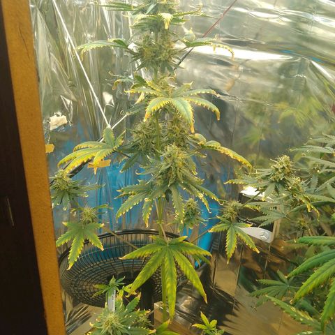 London Cheese XXL Auto growlog timeline photo