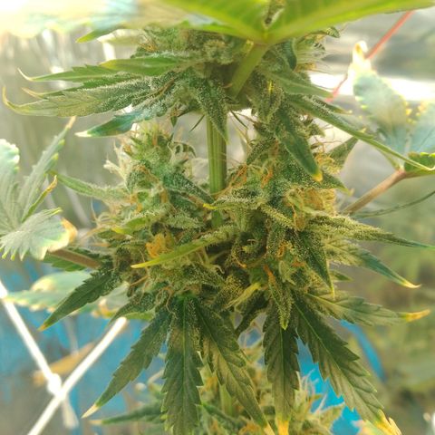 London Cheese XXL Auto growlog timeline photo