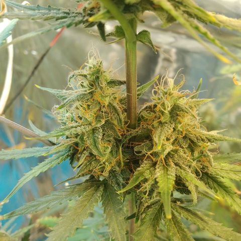 London Cheese XXL Auto growlog photo: Hoje desfoliei, deixarei secar bem o solo até amanhã. Aí cortarei para secar. 