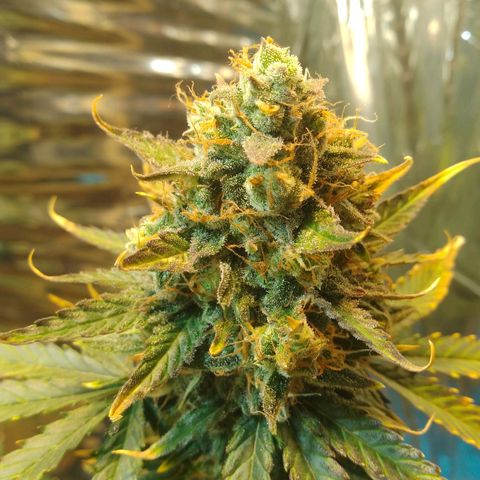 London Cheese XXL Auto growlog photo: Hoje desfoliei, deixarei secar bem o solo até amanhã. Aí cortarei para secar. 