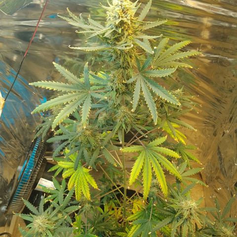 London Cheese XXL Auto growlog timeline photo
