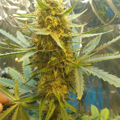 London Cheese XXL Auto growlog timeline photo