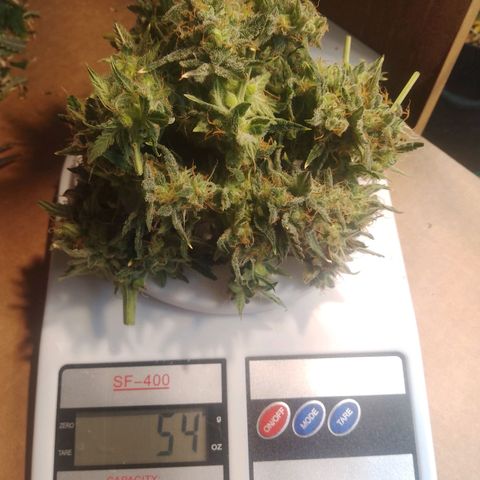 London Cheese XXL Auto growlog timeline photo